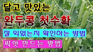 [텃밭농부 1,485]  달고 맛있는 완두콩. 첫번째 수확. 익은 것 구분하고 씨앗 만드는 방법. #완두콩재배 by 텃밭농부 6,128 views 9 days ago 10 minutes, 31 seconds