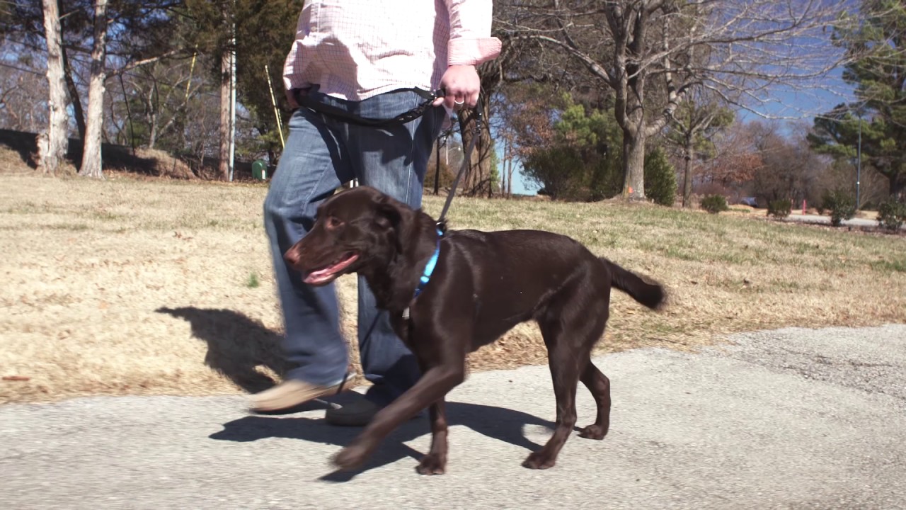 Sporn® Pet Products Promo Video 2017