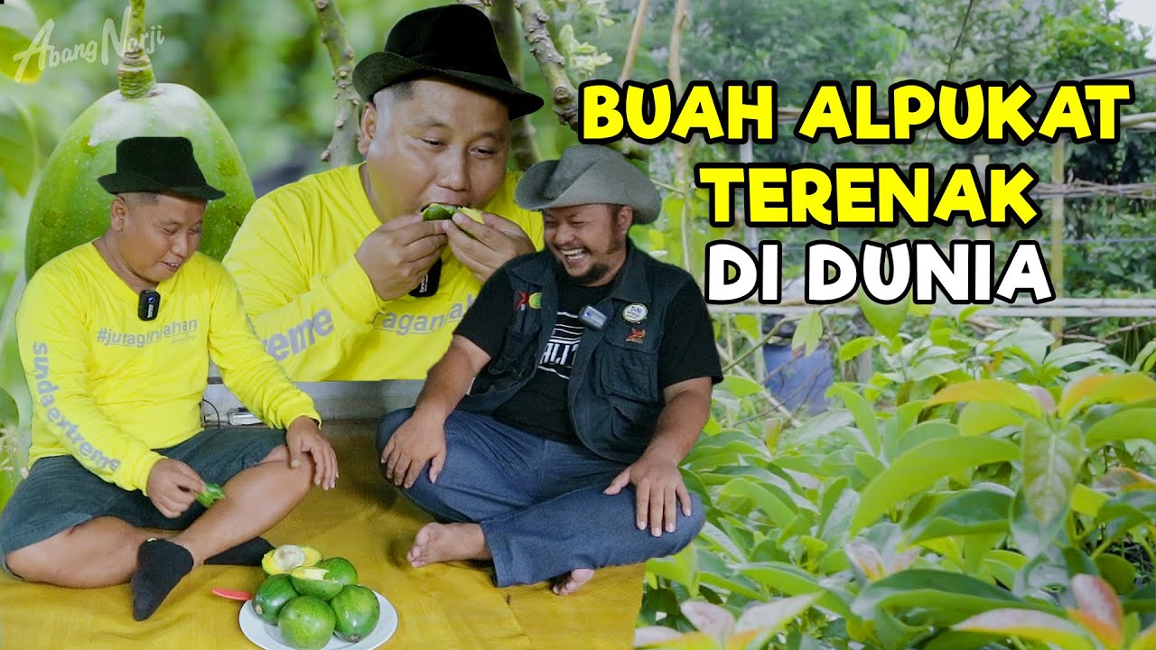 INI BARU !!! ALPUKAT TERENAK DI DUNIA DARI JAKARTA || ABANG NARJI LANGSUNG PETIK DI KEBUNNYA