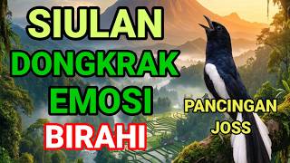 SIULAN KACER NGEPLONG GACOR DONGKRAK EMOSI LAWAN KACER MACET MALAS BUNYI LANGSUNG NYAUT & BUKA EKOR