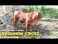 BRAHMAN CROSS PEDET BELUM GENAP 4 BULAN YG MEMUKAU