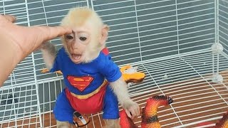 Dad helps Baby Monkey Alpha learn to climb