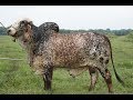 Características del Ganado GYR Macho y Hembra - TvAgro por Juan Gonzalo Angel