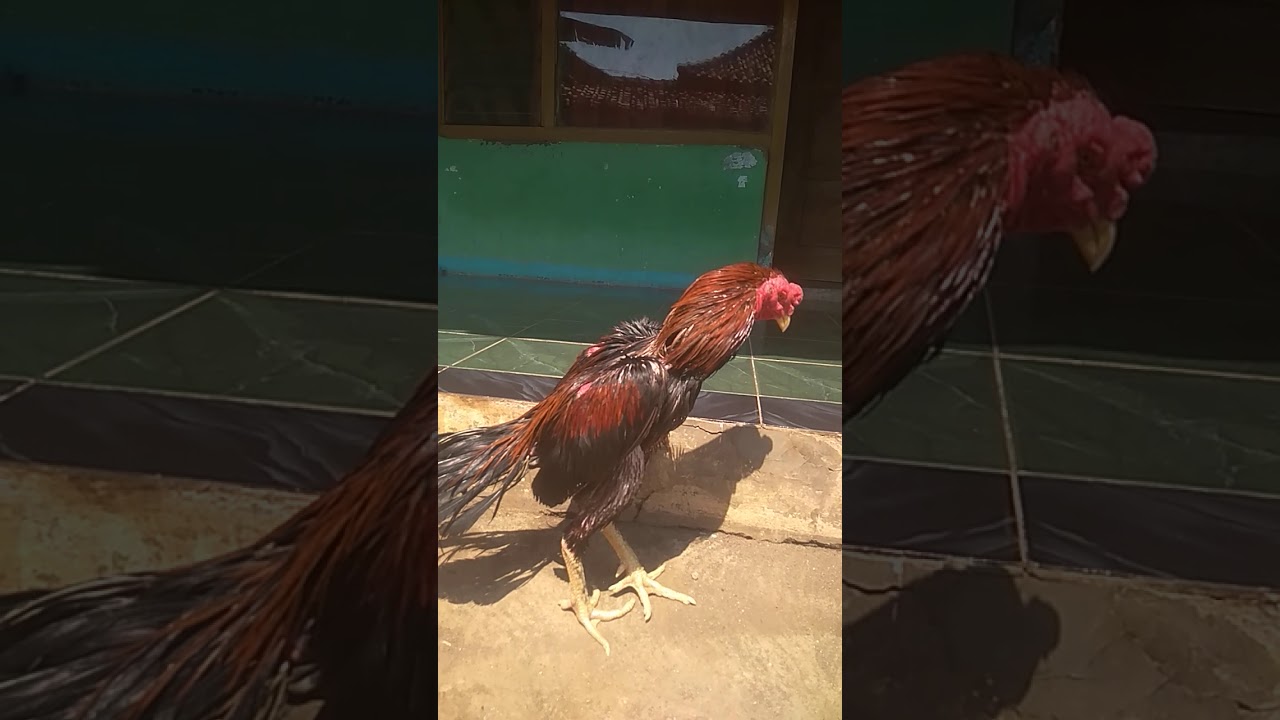 ayam aduan bangkok super 