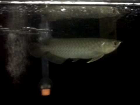  Green Arowana fish  23cm YouTube