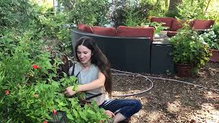 Edible Ornamental Peppers -How to Harvest & Store // from Campbell's Freedom Farm