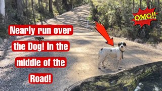 Dog astray in the middle of the bush road !! #off leash #aftermath#storm by Myrna FILO and the dogs 2,369 views 1 year ago 3 minutes, 45 seconds