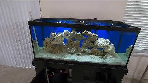 75gal Saltwater aquarium Part 4 - Vlog 23