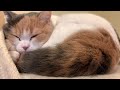 お昼寝中💤