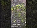 PICUTA 活著君使用方法