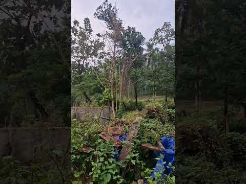 ഫോറസ്റ്റിന്റെ അടുത്ത് സുന്ദരമായ ഒരു പഴയ വീട് ആ വീടിന്റെ കാഴ്ചകളുമായിയാണ് ഇന്നത്തെ വീഡിയോ