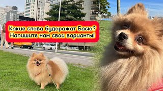 Какие слова будоражат Басю? Напишите нам свои варианты!