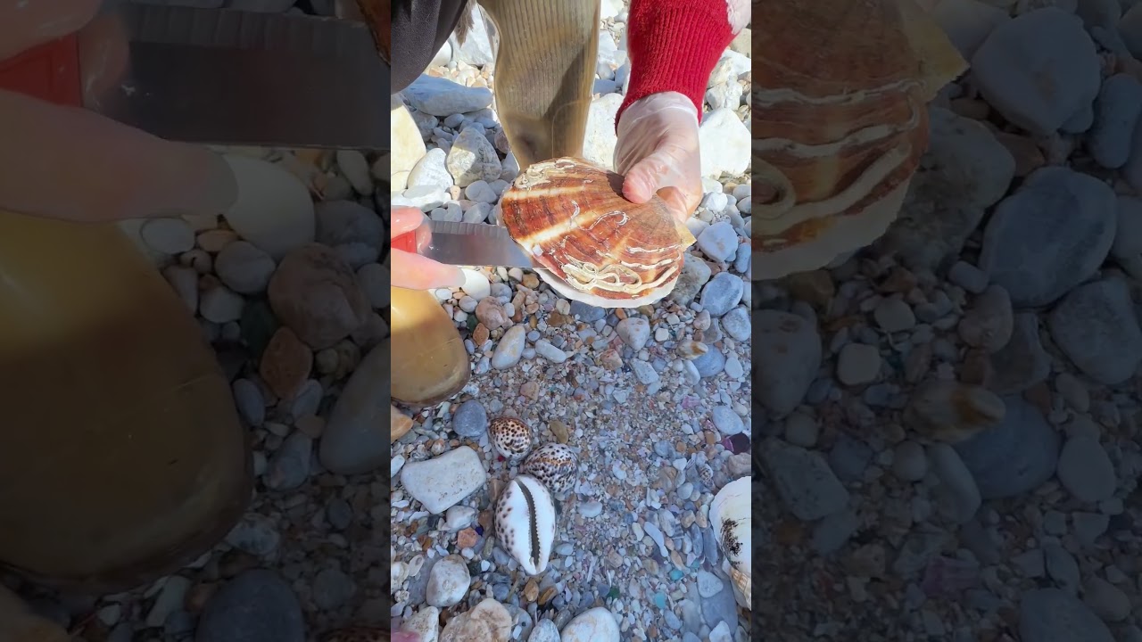 Sea Agate and Sea Crystal: Finding Hidden Treasures on the Shore and rare pearl