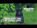 Bear Spotting At Cades Cove - June 2020