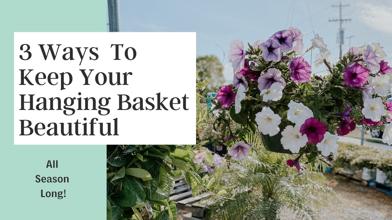 3 Ways To Keep Your Hanging Basket Beautiful YouTube