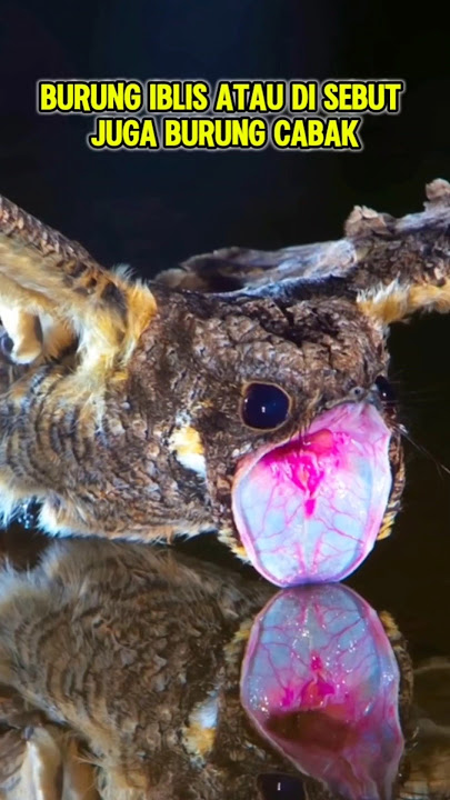 This is the Devil Bird or also called the Cabak Bird #shorts #birds #bird #devilbird #cabakbird