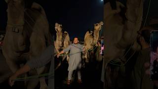 Biggest camels in the world Hsn