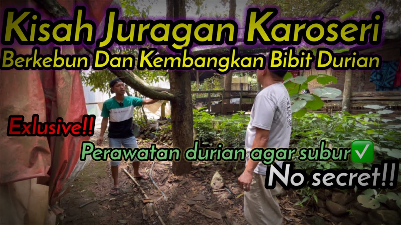 KEBUN DURIAN DAN INDUKAN BAWOR||BUAHNYA GA HABIS HABIS||ALASMALANG KEMRANJEN BANYUMAS