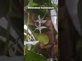 Dendrobium Crumenatum цветет на дереве. #shorts #shortsvideo #орхидея #орхидея_на_дереве #orchid