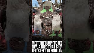 Why Blue-Footed Boobies Flash Their Feet for Love #birds #nature #michealjackson #birdworld