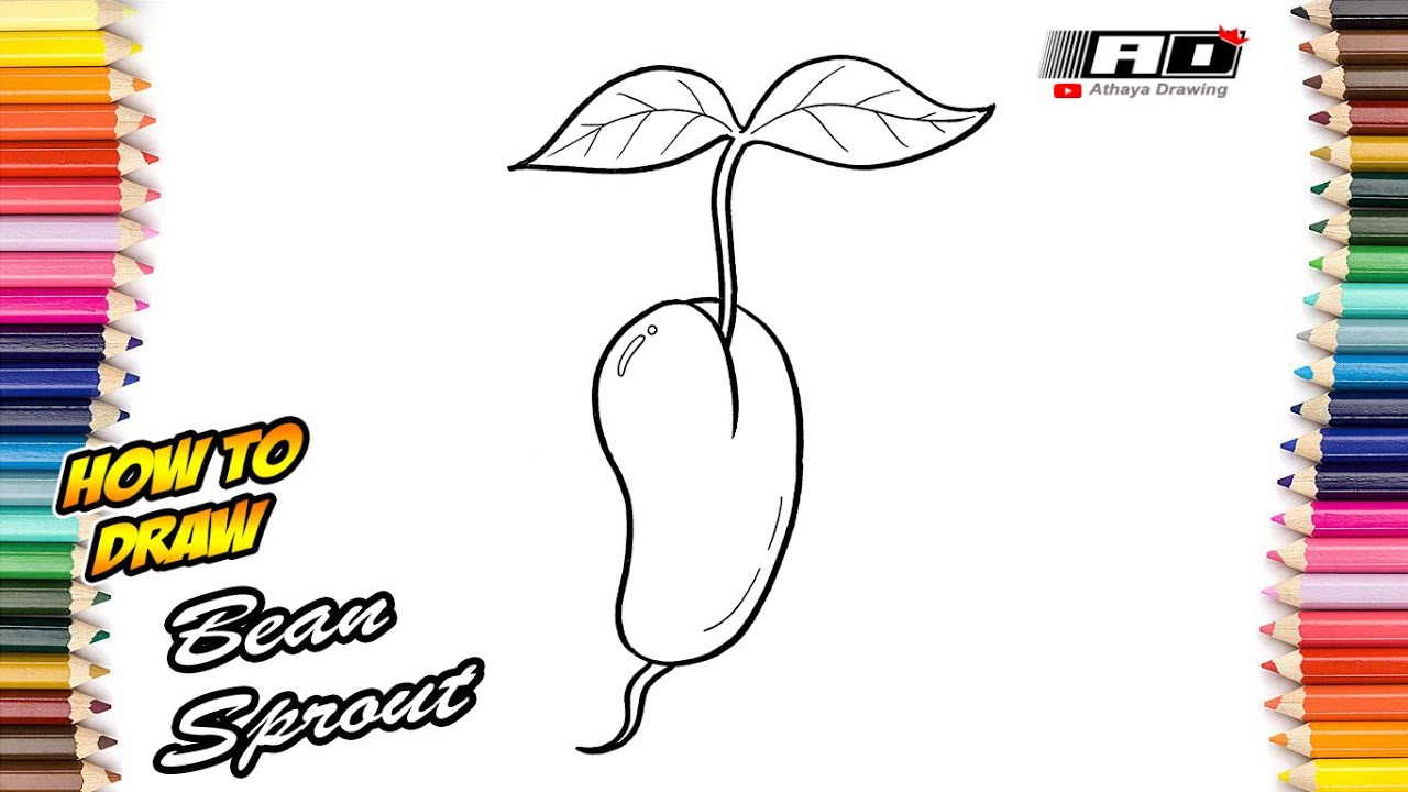 How to Draw Bean Sprout - YouTube