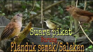 suara pikat pelanduk semak