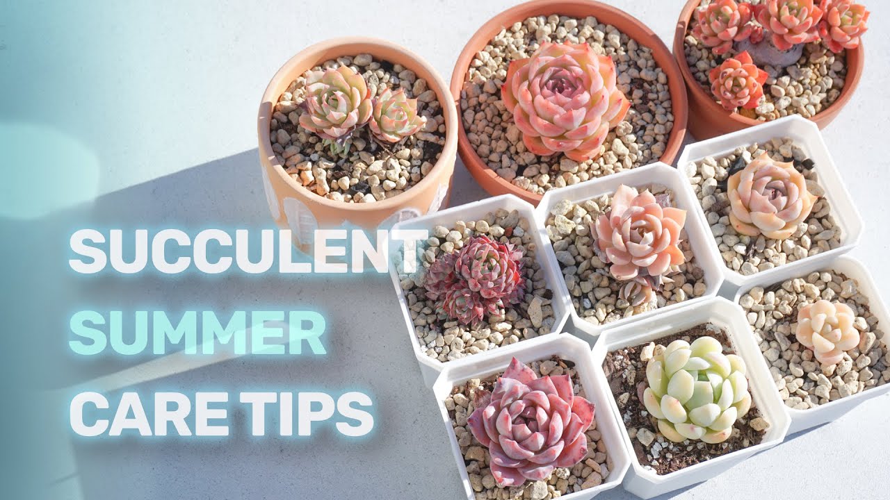 Succulents Summer Care | Hot Weather Care Tips | Prevent Damage from Hot/Humid Conditions