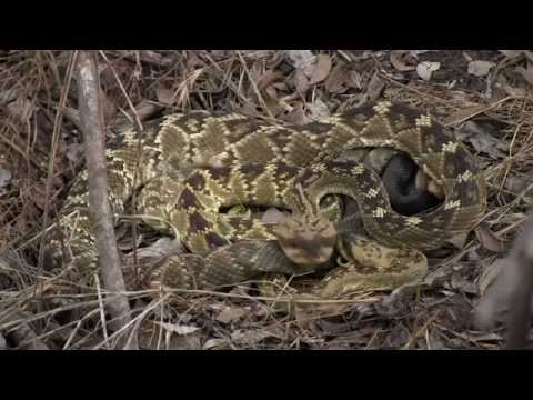 snake oil Snake Peeks 11: Be my Blacktail