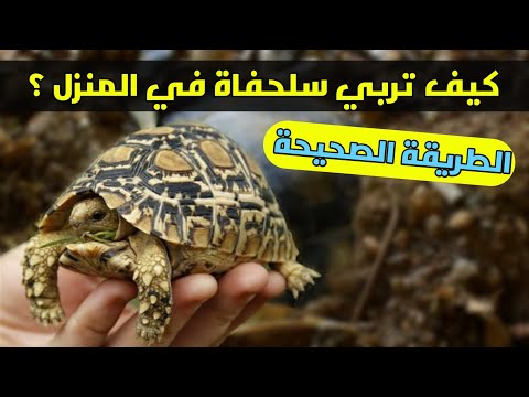 فيديو: 4 طرق للتعرف على الصراصير