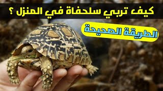 كيف تربي سلحفاة في المنزل ؟ الطريقة الصحيحة لتربية السلاحف في المنزل |Nature Lover