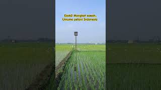 umume petani Milenial #petanibawangmerah