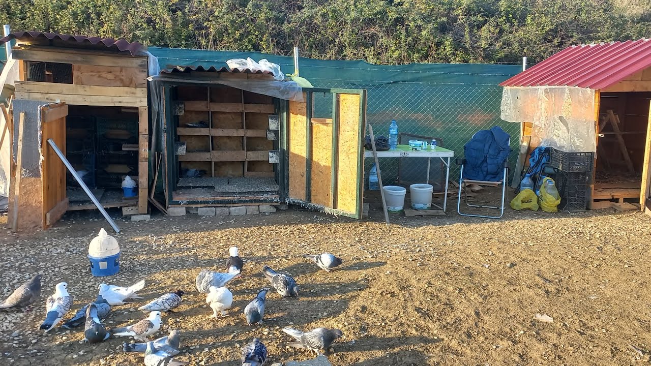 KUŞ KÜMESLERINI TAMİR ETTİM 🕊🕊👍👍