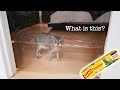 Abyssinian cats react to INVISIBLE CHALLENGE の動画、YouTube動画。