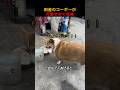 田舎のコーギーが可愛すぎて危険