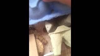 Mon élevage d'insectes 1#