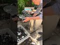 Snail cleaning machine abalone cleaning machine clean and#Cleaning of river snails田螺清洗机