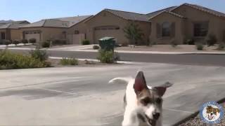 Very funny and smart dogs video  watch  0 by Zula Cowley 60 views 8 years ago 4 minutes