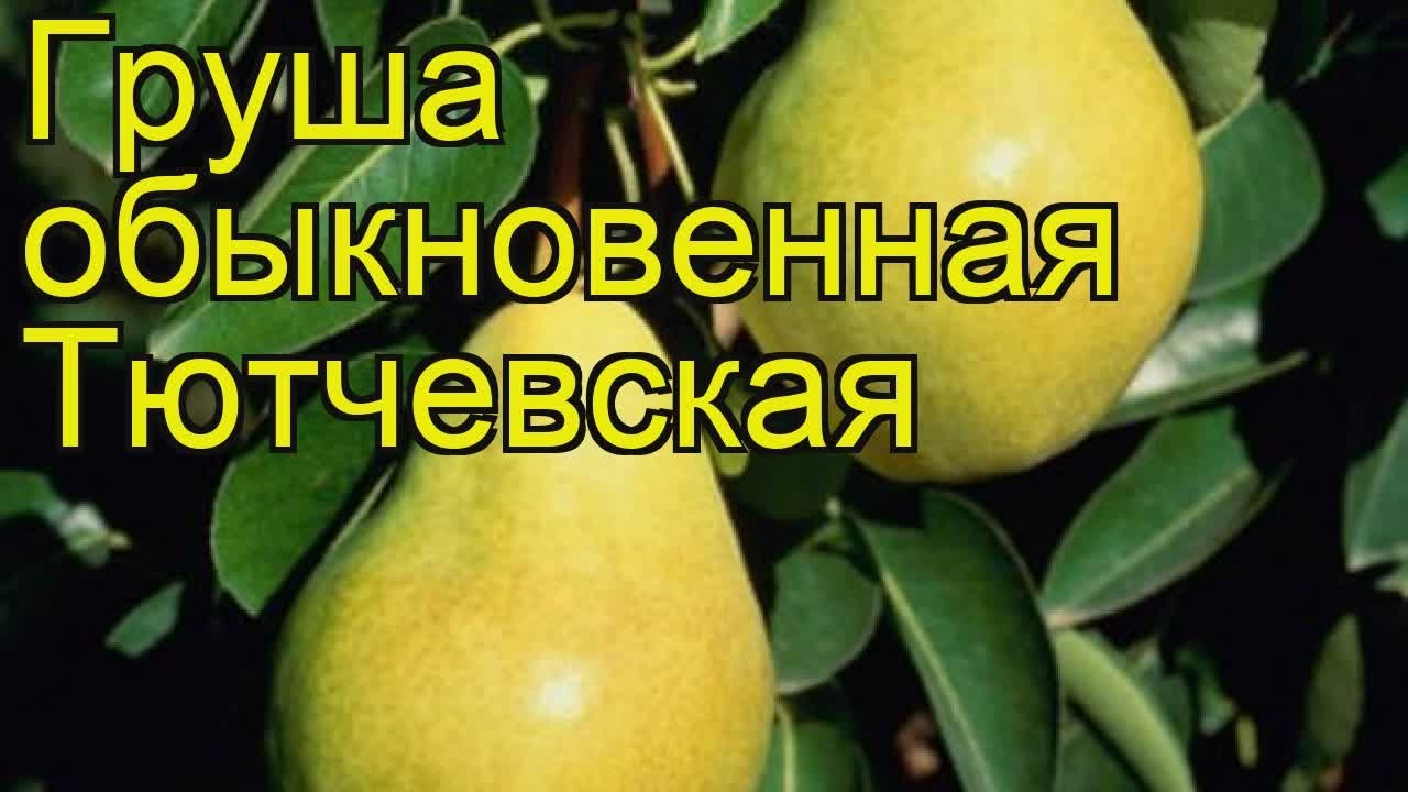 Груша обыкновенная Тютчевская. Краткий обзор, описание характеристик .