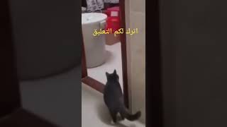 the dancing cat