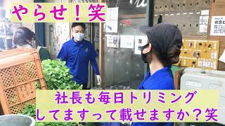 パクチーのトリミング♪/#今日のベジアーツ