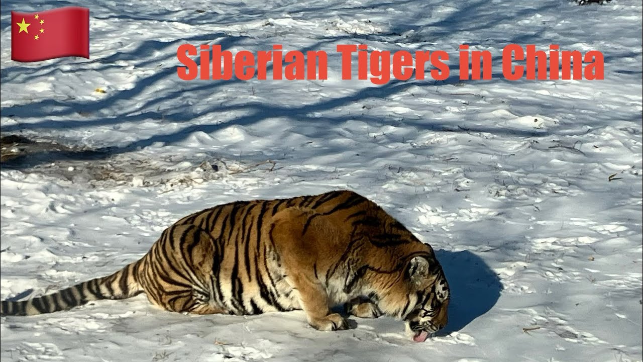 First time seeing Siberian Tigers |Harbin, China