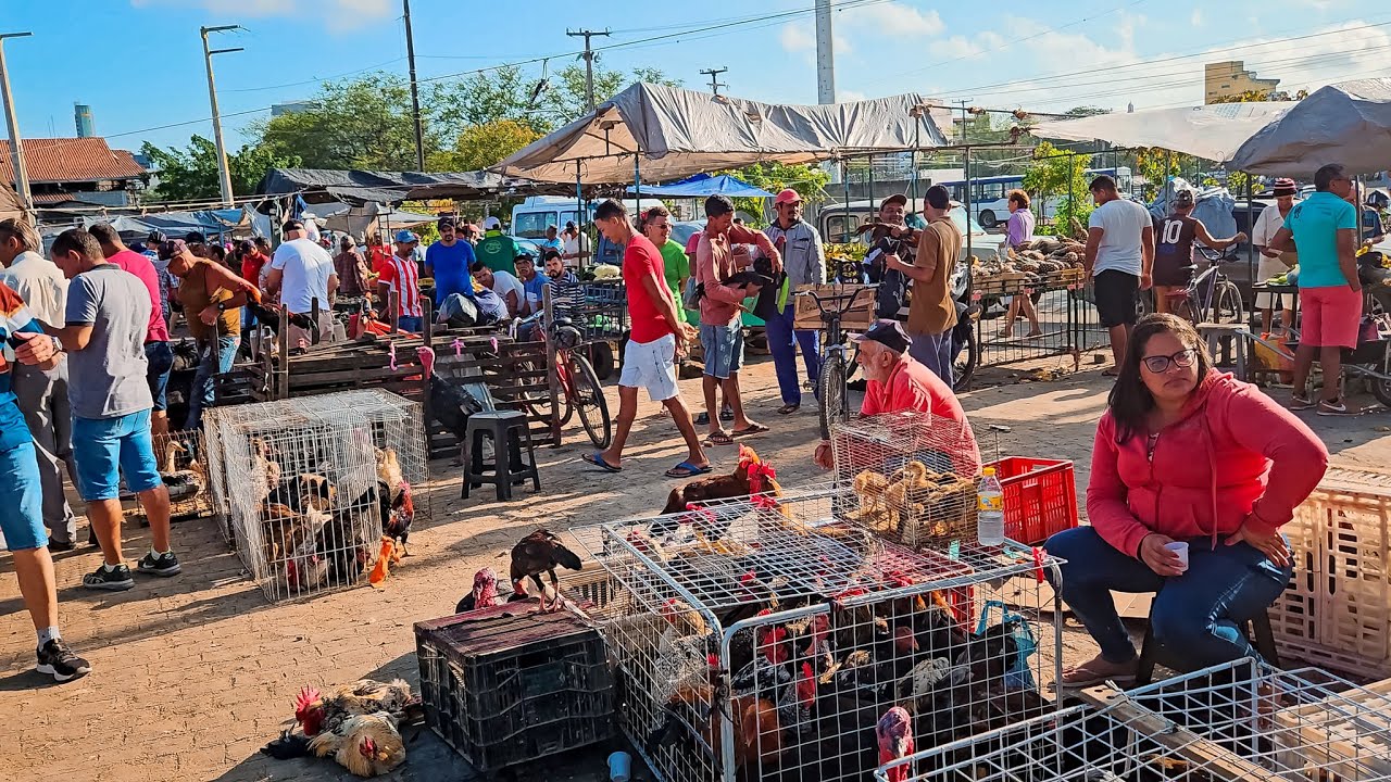 GALINHA E AVES BARATAS É NA FEIRA DE CARUARU PE, SÁBADO, (20/09/25)