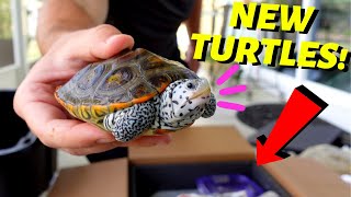 I Got MORE New Turtles... (LIVE UNBOXING)