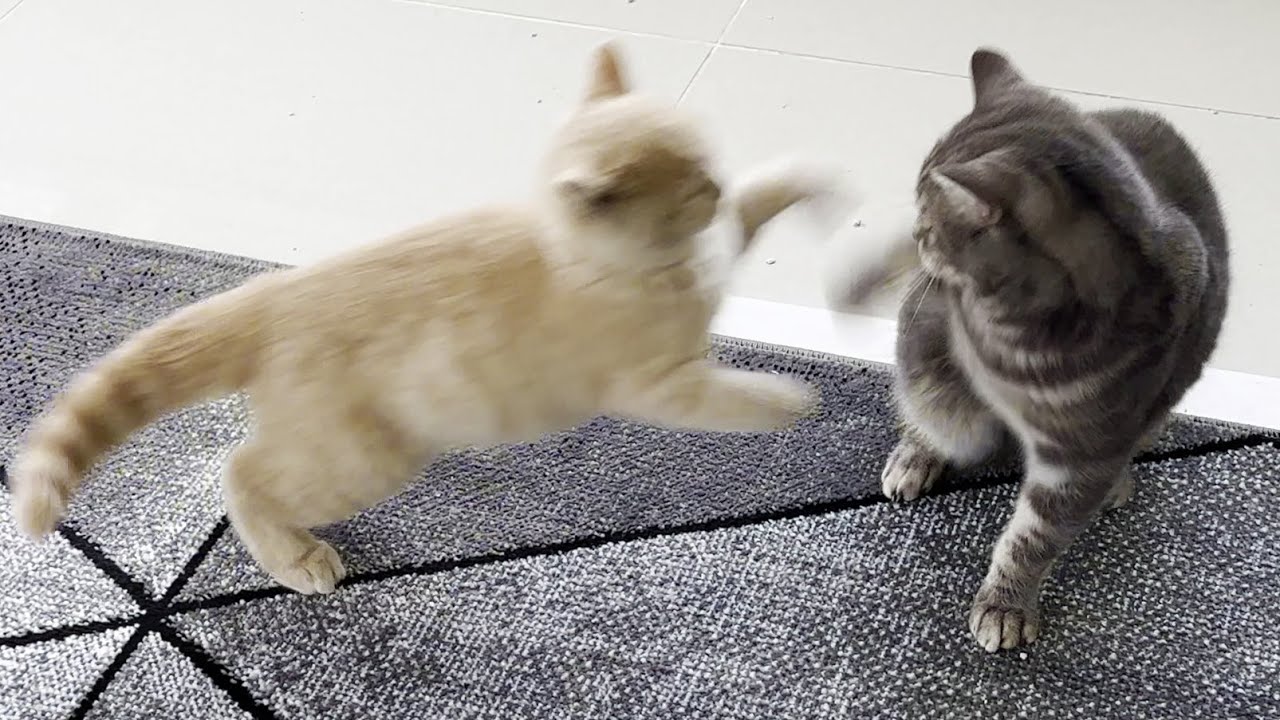 Kitten Meows Before Attacking Cat - YouTube