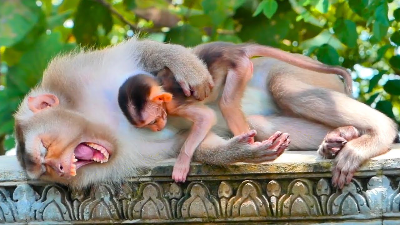 Mama Brandy is very tired to sleeps give milk for child - Looks her child tries to suck breast milk