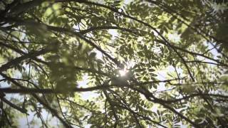 Pets Corner Selling Pets The Right Way