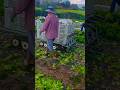From Burden to Ease — A New Era of Farming 🚜#agriculture #shorts #shortsfeed