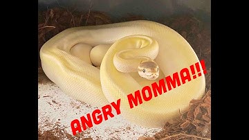 Pulling Ball Python Eggs from an Angry Momma!
