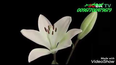 اجمل مناضر مع تلاوة للشيخ راتب الخليدي من سوره الانبياء
