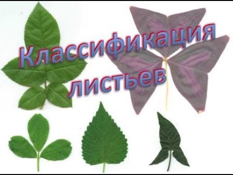 Классификация листьев